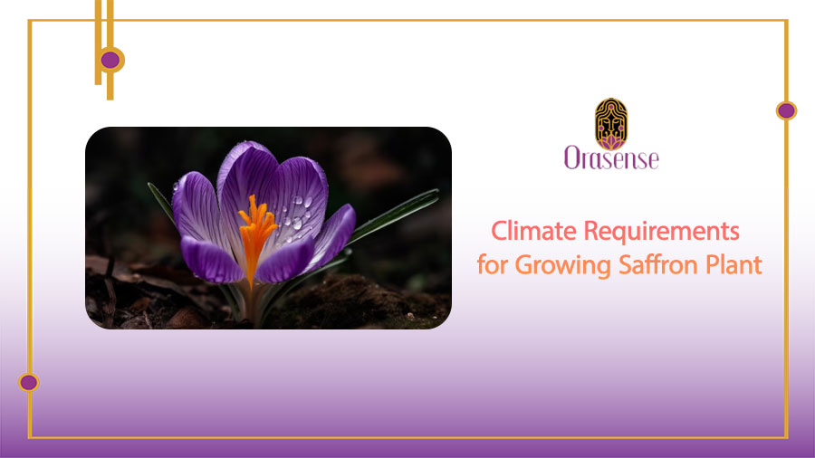 Climate and Soil Requirements for Growing Saffron Plant