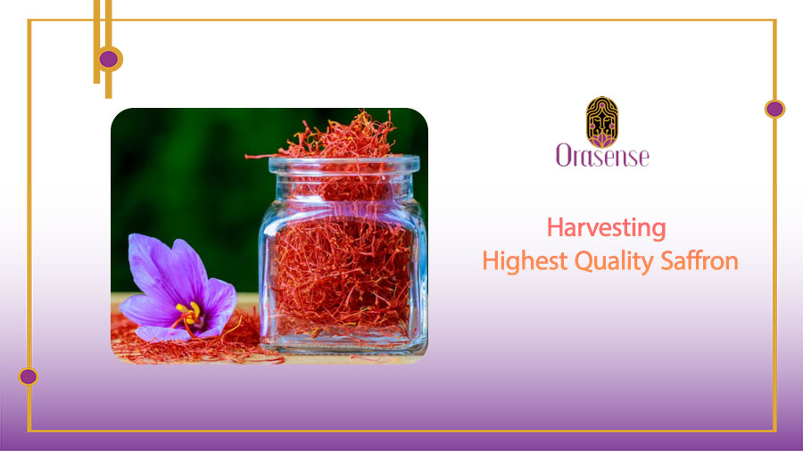 Harvesting for Highest Quality Saffron