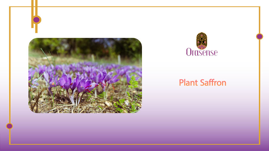plant saffron
