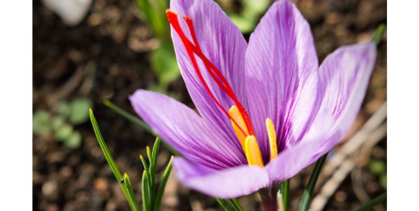 saffron